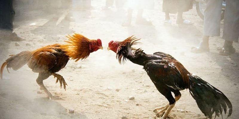 Chỉ cần đăng ký tài khoản có thể xem đá gà tại nhà