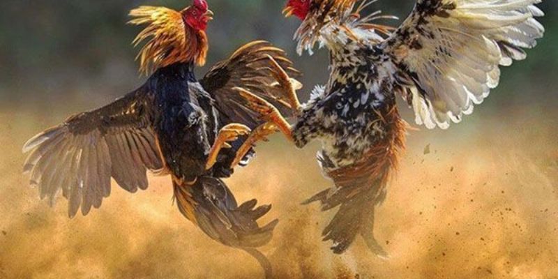 Đá gà 23win quy tụ đủ các trận đấu