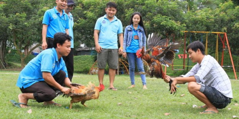 Phiên bản truyền thống dùng sức lực của chiến kê để thắng